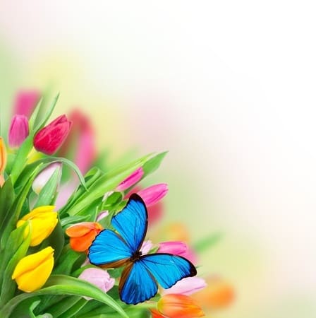 A blue butterfly sitting on top of some flowers.